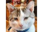 Adopt Frankie a Gray, Blue or Silver Tabby Siamese (short coat) cat in