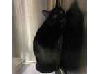 Adopt Flower a All Black Domestic Shorthair / Mixed cat in Greensboro