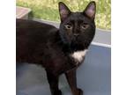 Adopt Mischief a All Black Domestic Shorthair / Mixed cat in Greensboro
