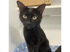 Adopt Taiya a All Black Domestic Shorthair / Mixed cat in Greensboro
