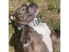 Adopt Sherman a Gray/Silver/Salt & Pepper - with Black American Pit Bull Terrier