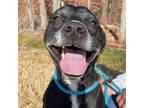 Adopt Bambino a Black American Pit Bull Terrier / Mixed dog in Greensboro
