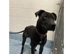 Adopt Amari a Black American Pit Bull Terrier / Mixed dog in Greensboro