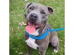 Adopt Quba a Gray/Silver/Salt & Pepper - with Black American Pit Bull Terrier /