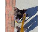 Adopt Domino a Black Labrador Retriever / Mixed dog in Greensboro, NC (33704175)