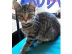 Adopt Abby a Gray, Blue or Silver Tabby Bengal (short coat) cat in Frederick