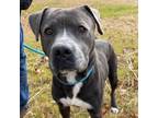 Adopt Paige a Gray/Silver/Salt & Pepper - with Black American Pit Bull Terrier /