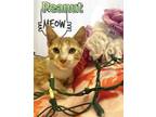 Adopt Peanut a Orange or Red Domestic Shorthair / Domestic Shorthair / Mixed cat