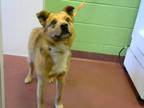 Adopt RUFUS a Brown/Chocolate Australian Cattle Dog / Mixed dog in Murfreesboro