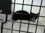 Adopt OREO a Black & White or Tuxedo Domestic Shorthair / Mixed (short coat) cat
