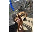 Adopt 49446129 a Tan/Yellow/Fawn Retriever (Unknown Type) / Mixed dog in West