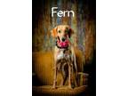 Adopt Fern a Red/Golden/Orange/Chestnut Hound (Unknown Type) / Mixed dog in