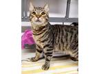 Adopt DINO a Brown Tabby Domestic Shorthair (short coat) cat in Tucson