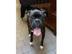 Adopt Oink a Black Boxer / Mixed dog in Washington, DC (31598641)