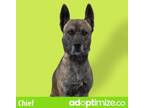 Adopt Chief a Brindle Belgian Malinois / Mixed dog in Bartlesville