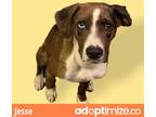 Adopt Jesse a Brown/Chocolate Catahoula Leopard Dog / Mixed dog in Bartlesville