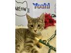 Adopt Yoshi a Gray or Blue Domestic Shorthair / Domestic Shorthair / Mixed cat