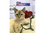 Adopt Bianca a Cream or Ivory Domestic Shorthair / Domestic Shorthair / Mixed