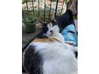 Adopt Kiko a Calico or Dilute Calico Calico / Mixed (medium coat) cat in