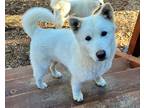 Adopt Douglas a White - with Tan, Yellow or Fawn Husky / Shiba Inu / Mixed dog