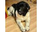 Adopt Carly a Saint Bernard, Newfoundland Dog