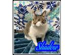 Adopt Shadow a White Domestic Shorthair / Domestic Shorthair / Mixed cat in