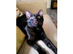 Adopt Coffee A All Black Domestic Shorthair / Domestic Shorthair / Mixed Cat In