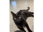 Adopt Colada A All Black Domestic Shorthair / Domestic Shorthair / Mixed Cat In