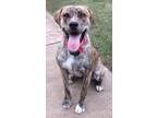 Adopt Cami a Brindle - with White Boxer / Labrador Retriever / Mixed dog in
