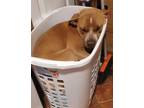 Adopt Rufus a Red/Golden/Orange/Chestnut - with White American Pit Bull Terrier