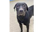 Adopt Angus a Black Labrador Retriever / Hound (Unknown Type) / Mixed dog in