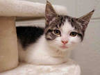 Adopt FROSTING a Brown Tabby Domestic Shorthair / Mixed (short coat) cat in