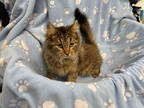 Adopt ENGLAND a Brown Tabby Domestic Mediumhair / Mixed (medium coat) cat in