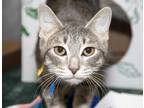 Adopt PHOEBE a Gray, Blue or Silver Tabby Domestic Shorthair / Mixed (short