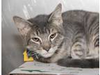 Adopt ROSS a Gray, Blue or Silver Tabby Domestic Shorthair / Mixed (short coat)