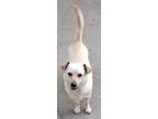 Adopt Hayden a Tan/Yellow/Fawn Terrier (Unknown Type, Medium) / Dachshund /