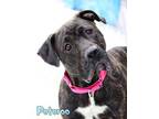 Adopt Potoroo a Black Cane Corso / Mixed dog in Mason, MI (33703670)