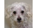 Adopt Shelly a White Poodle (Miniature) / Mixed dog in las vegas, NV (33703265)
