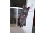 Adopt Jack a Gray or Blue Domestic Shorthair / Mixed (short coat) cat in