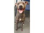 Adopt DA 29 Jasmine a Pit Bull Terrier / Mixed dog in Glen Allen, VA (33703730)