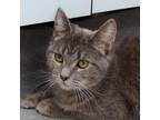 Adopt Pixie a Gray or Blue Domestic Shorthair / Domestic Shorthair / Mixed cat