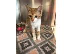 Adopt Pinball a Orange or Red Domestic Shorthair / Domestic Shorthair / Mixed