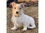 Adopt PUPPY BARNEY O'FLYNN a Jack Russell Terrier / Mixed dog in Sussex