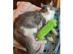 Adopt Jessie a Gray or Blue (Mostly) Domestic Longhair (long coat) cat in