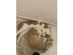 Adopt Peanut and Bubbles a White (Mostly) Abyssinian / Mixed (short coat) cat in