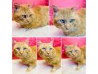 Adopt MACARONI TONI a Domestic Shorthair / Mixed (short coat) cat in