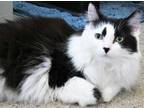 Adopt Casey a All Black Domestic Longhair / Domestic Shorthair / Mixed cat in