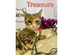 Adopt Treasure a Orange or Red Domestic Shorthair / Domestic Shorthair / Mixed