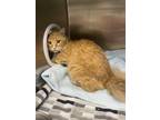 Adopt Atlanta a Orange or Red Domestic Longhair / Domestic Shorthair / Mixed cat