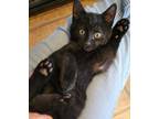 Adopt Chaz a All Black Domestic Shorthair / Mixed cat in Louisa, VA (33703528)